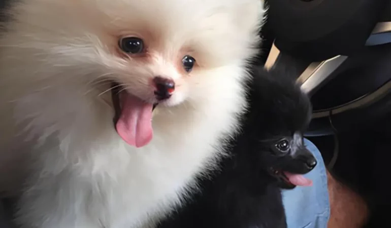 Dois cães da raça lulu da pomerânia