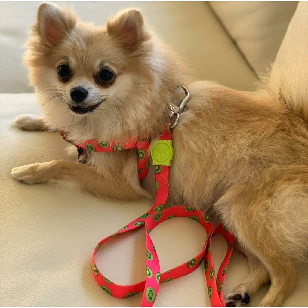 Uma coleira ideal para Lulus da pomerânia