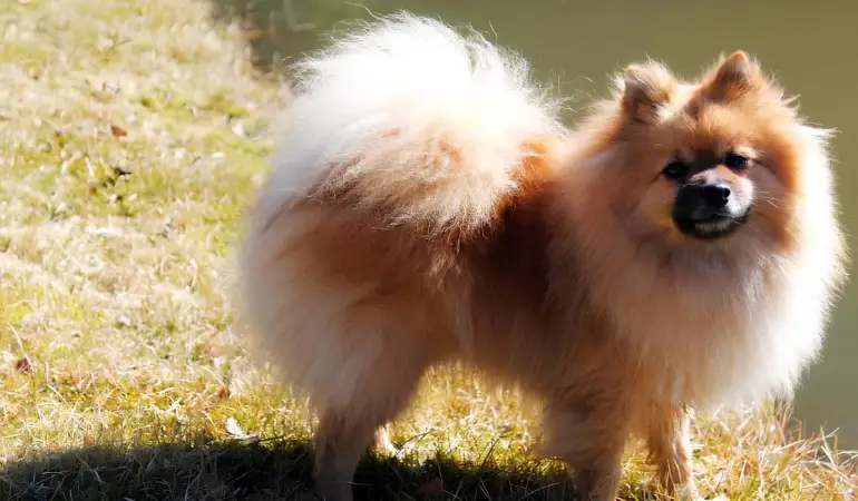 Um cachorro da raça Lulu da Pomerânia.