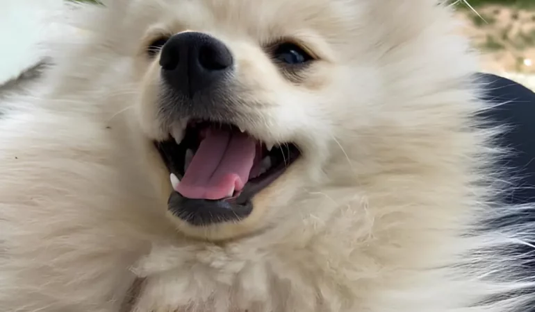 Um cachorro da raça lulu da pomerânia.