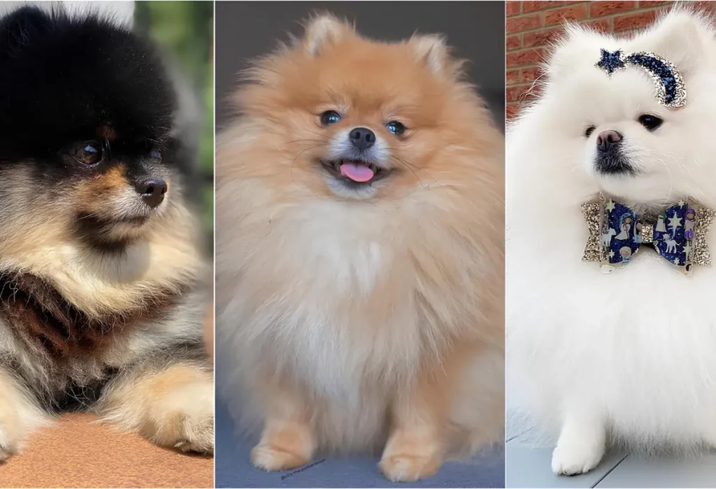 três cães da raça Lulu da Pomerânia ( Spitz)