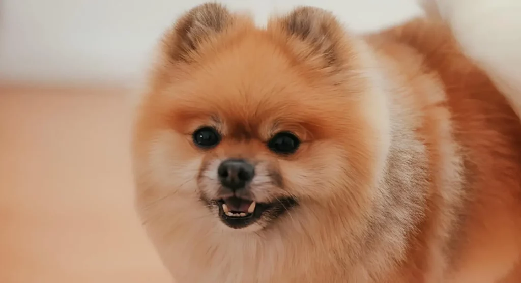 Um cachorro da raça Lulu da Pomerânia 