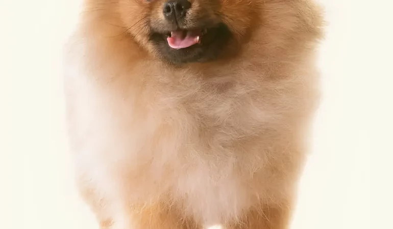 Um cachorro da raça Lulu da Pomerânia.