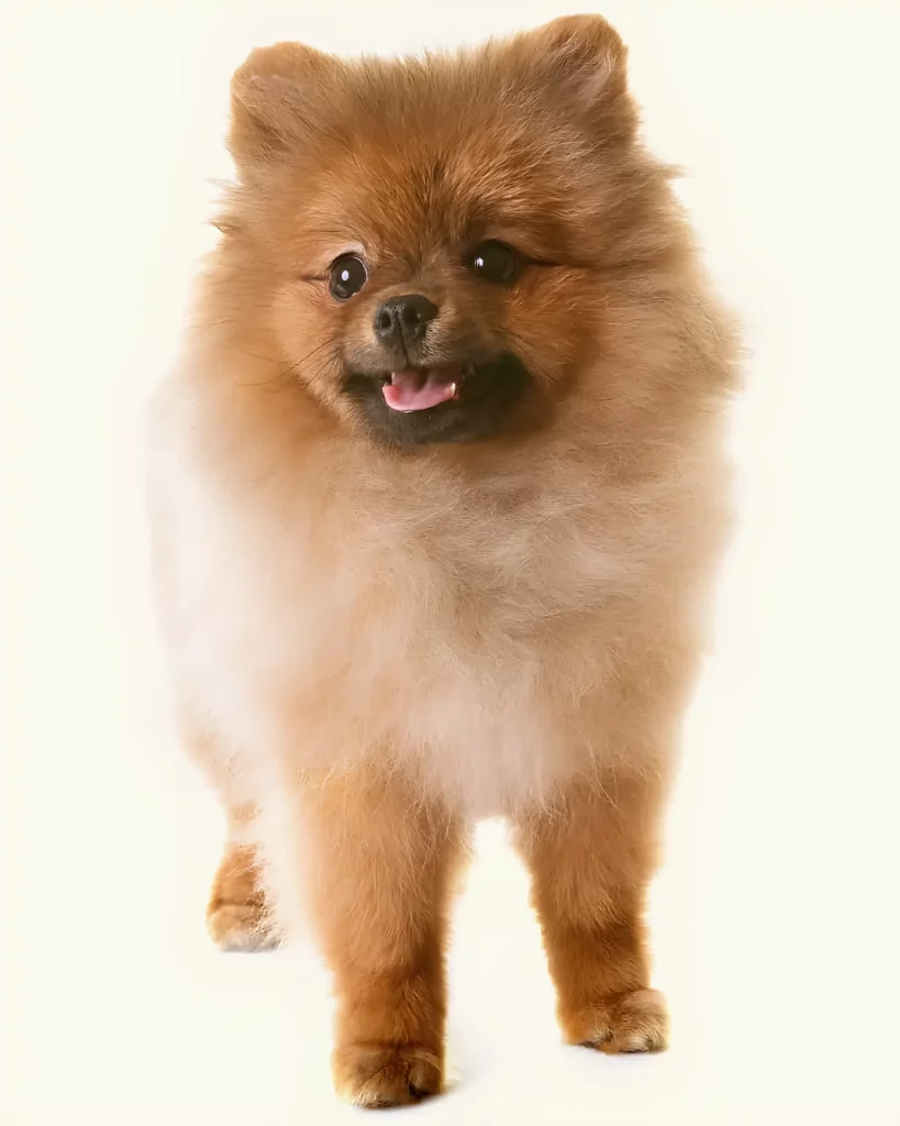 um lulu da pomerânia 