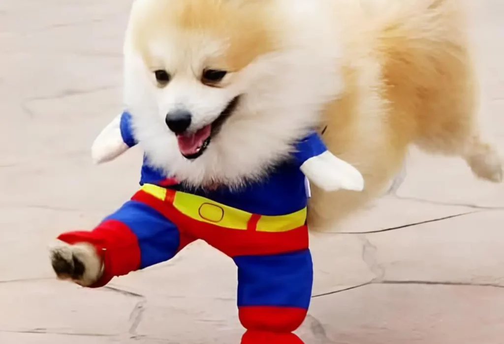 um lulu da pomerânia de fantasia.