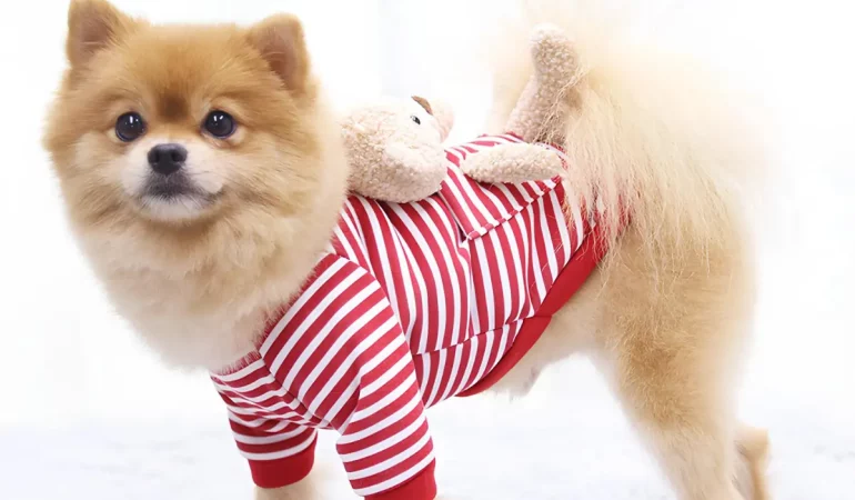 um lulu da pomerânia com roupa.