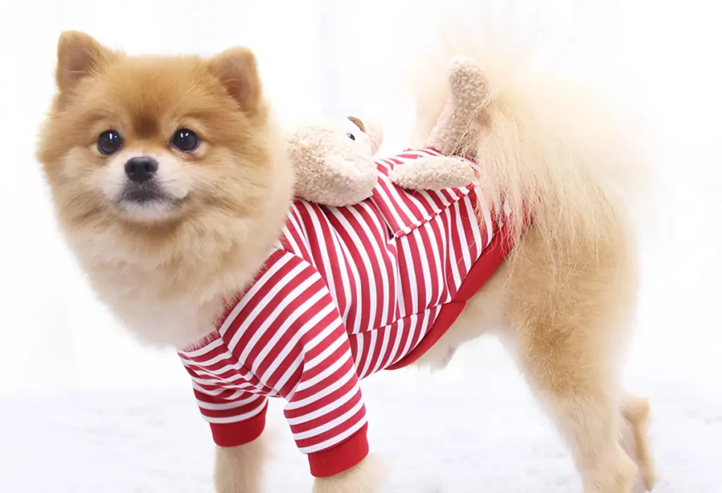 um lulu da pomerânia com roupa 