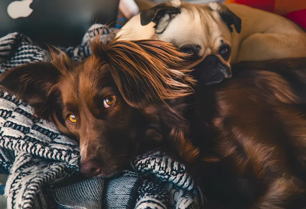 Dois cachorros com saúde ocular em dia.