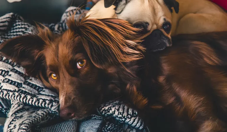 Dois cachorros deitados juntos.