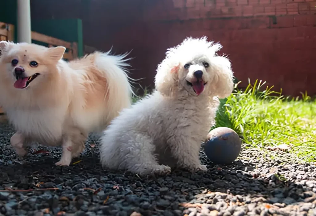 Um Lulu da Pomerânia se socializando com um poodle.