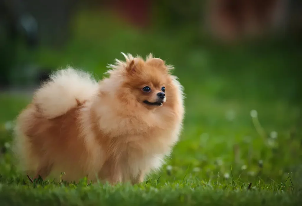 uma cachorro da raça lulu da pomerânia (Spitz Alemão)