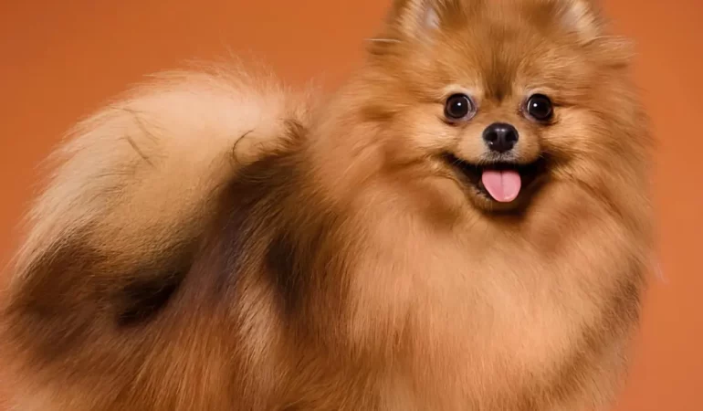um cachorro da raça lulu da pomerânia.