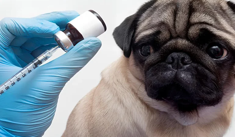 Um cachorro tomando vacina.