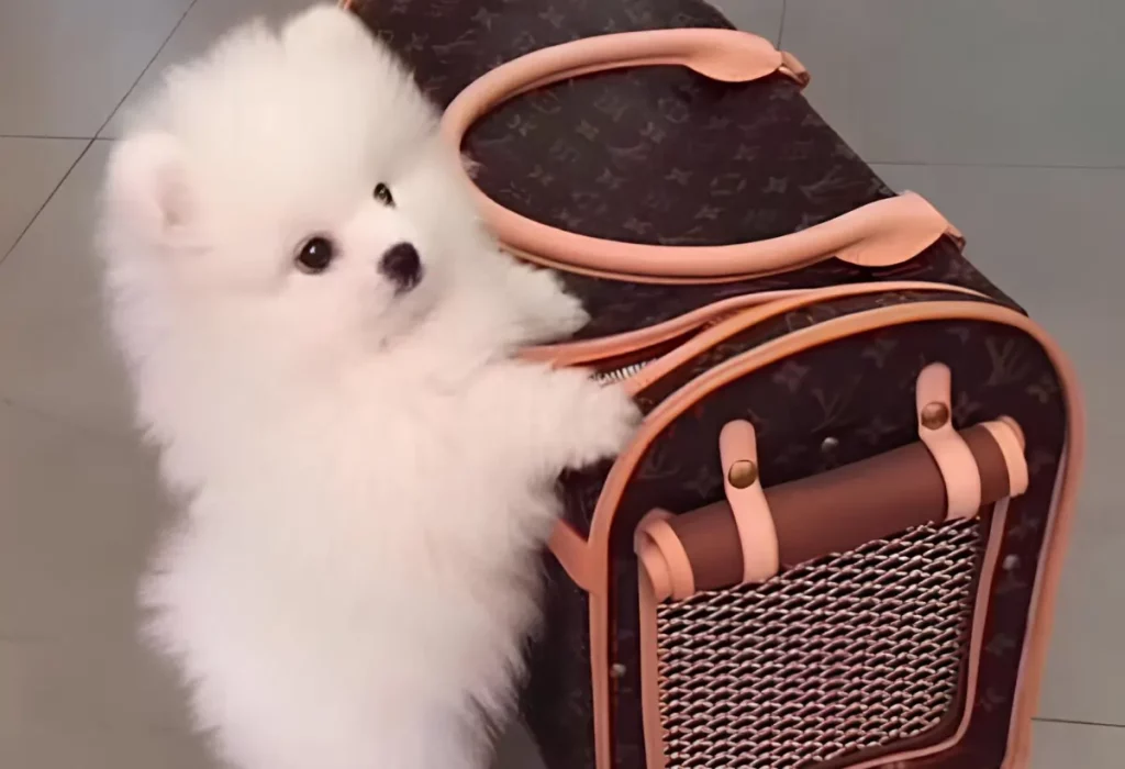 Uma lulu da pomerania com uma bolsa de viagem pet