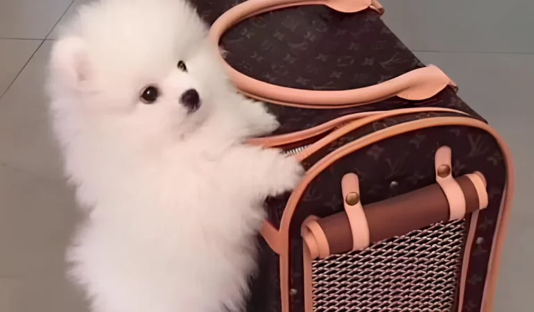 Um Lulu da Pomerânia com uma mala de viagem pet.