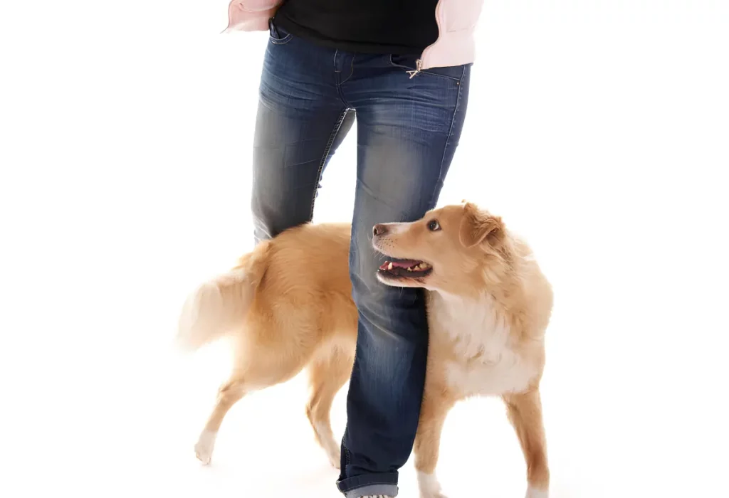 um cachorro fazendo um truque de slalom pelo meio das pernas.