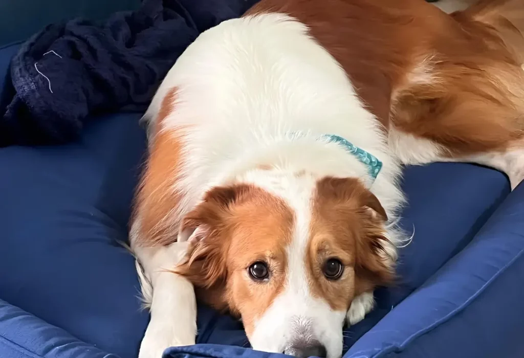 um cachorro deitado em sua cama