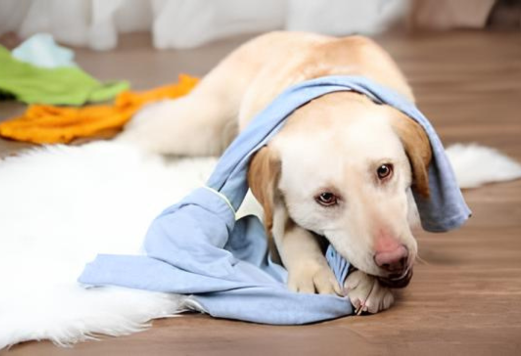 cachorro roendo uma roupa.