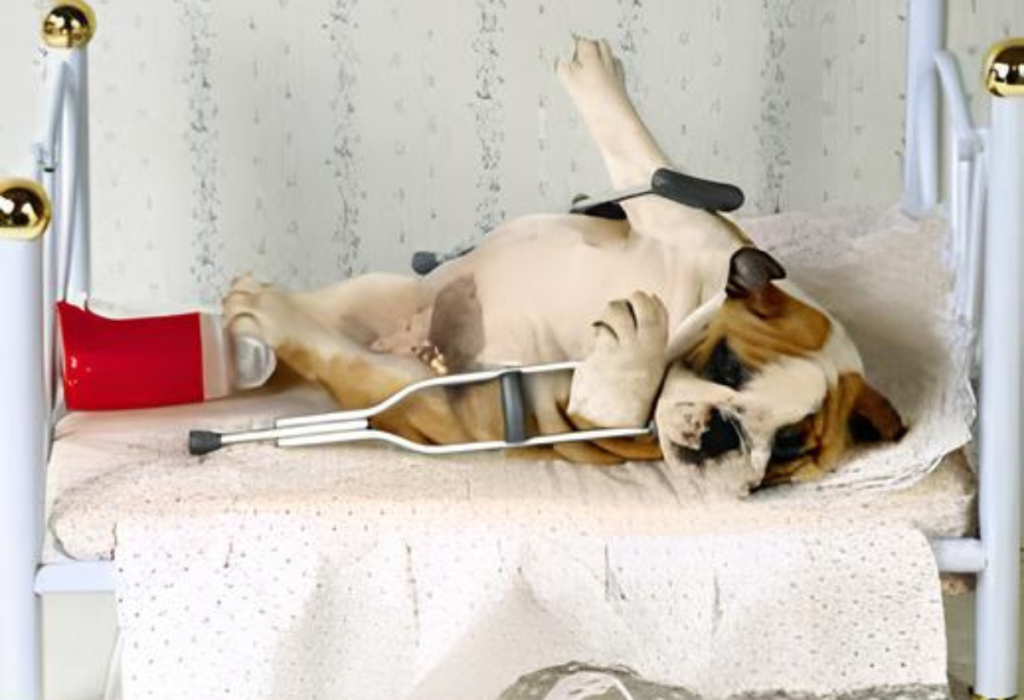 um cachorro que sofreu um acidente domestico.