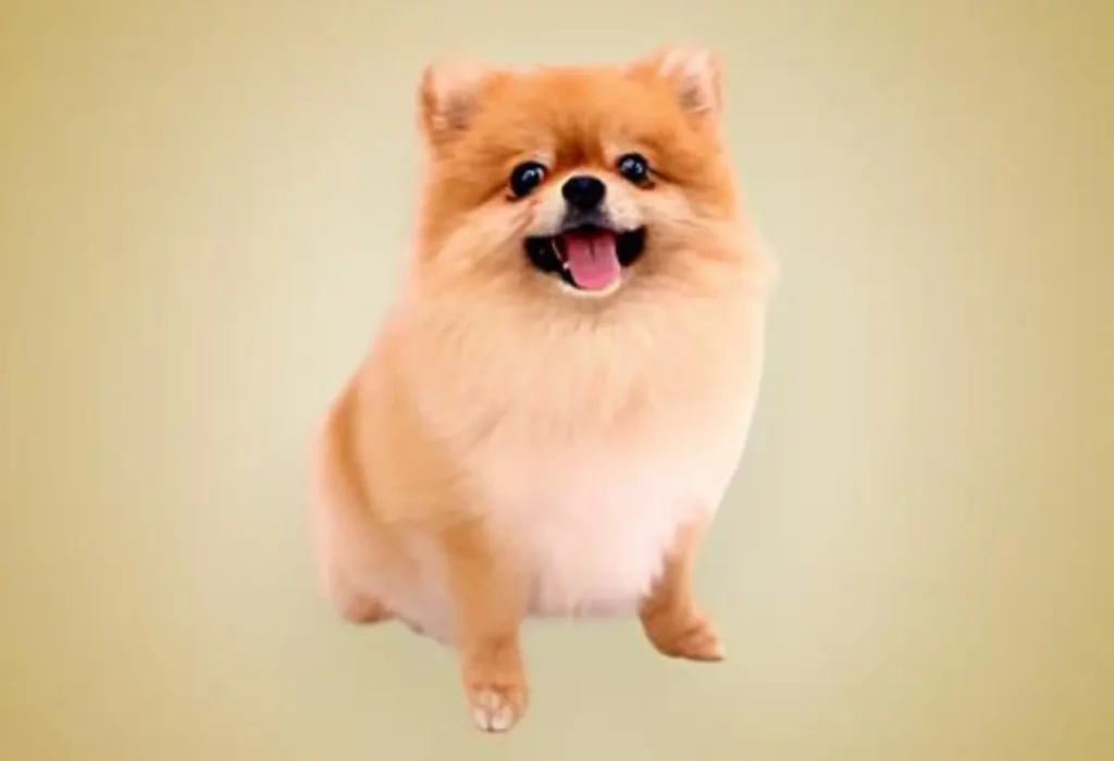Um cachorro da raça Lulu da Pomerâni