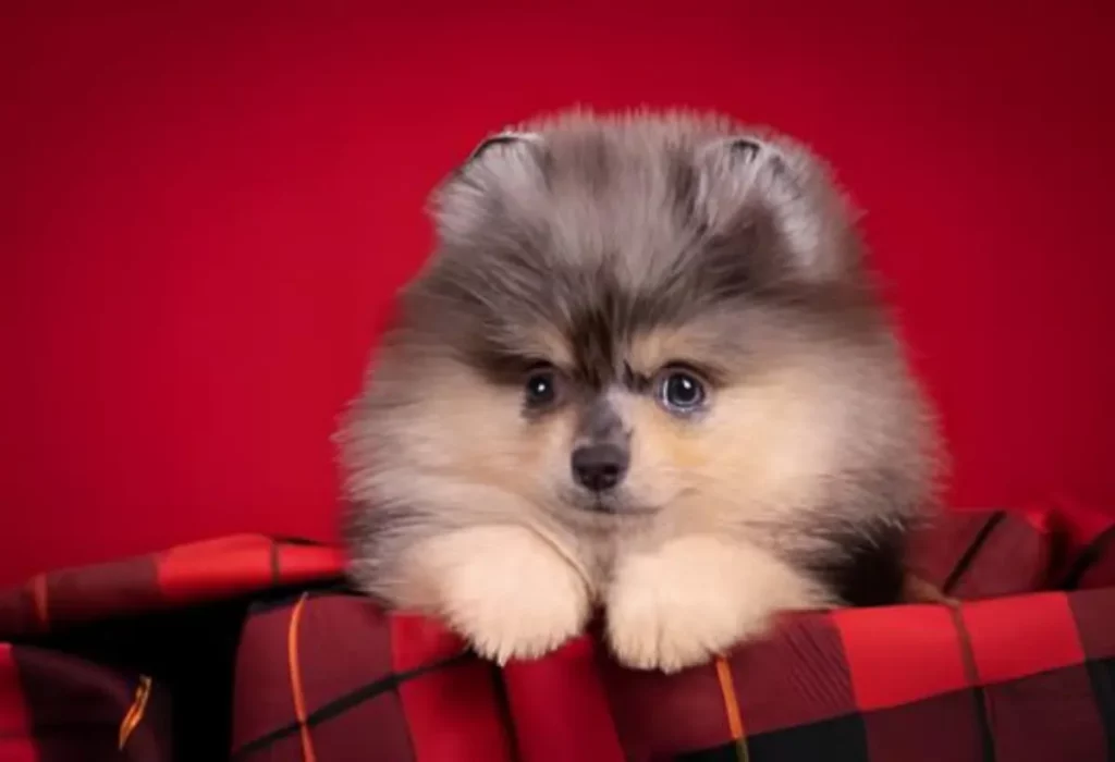 Um Lulu da Pomerânia filhote 