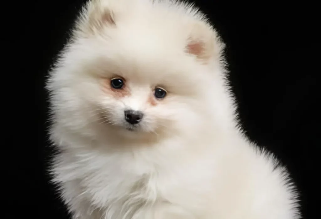 um lulu da pomerânia com alimentação balanceada.