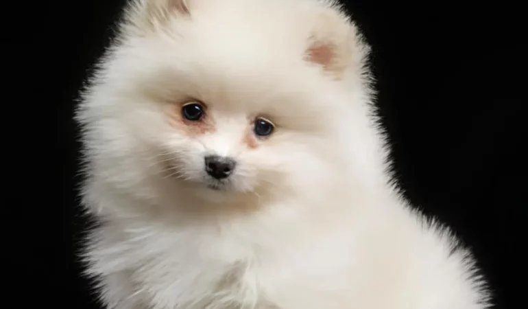 um cachorro da raça lulu da pomerânia com alimentação balanceada.