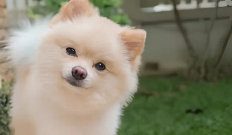 um cachorro da raça lulu da pomerânia