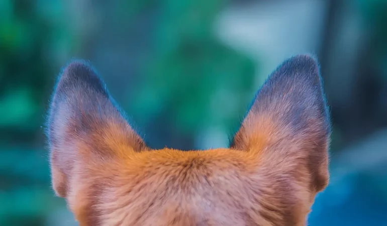 um cachorro com audição afetada.