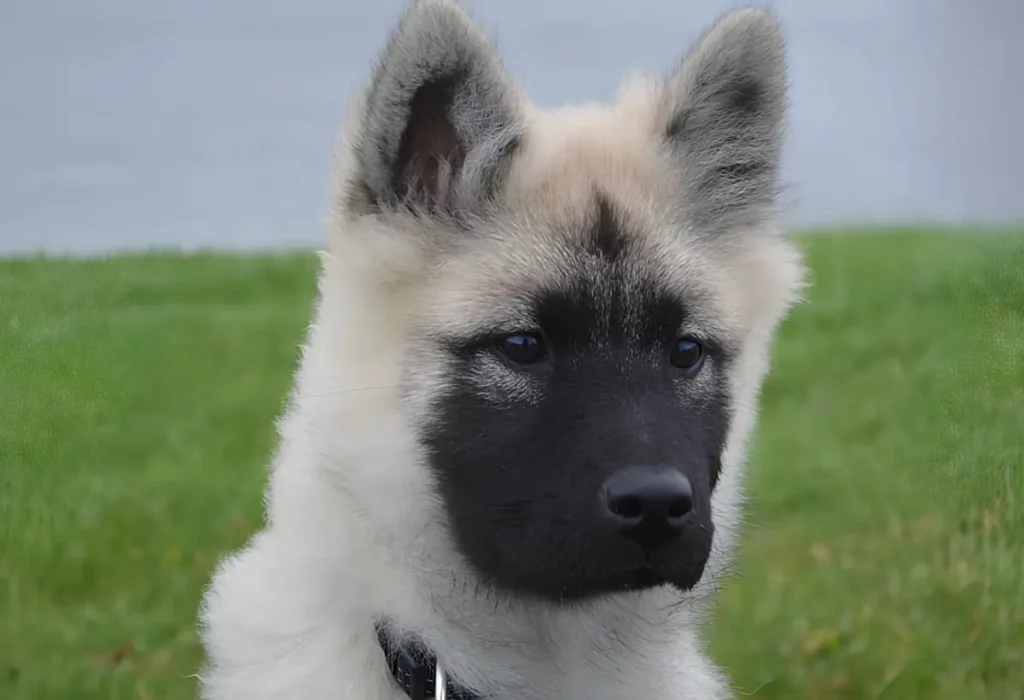 um cachorro com boa audição.