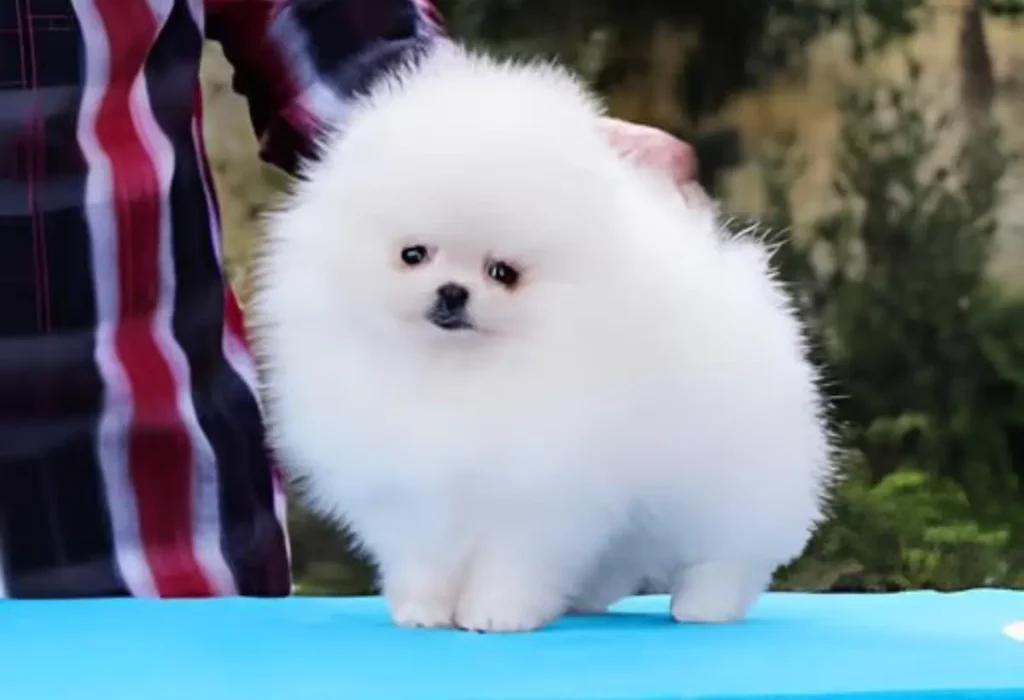 um cachorro filhote da raça lulu da pomerânia 