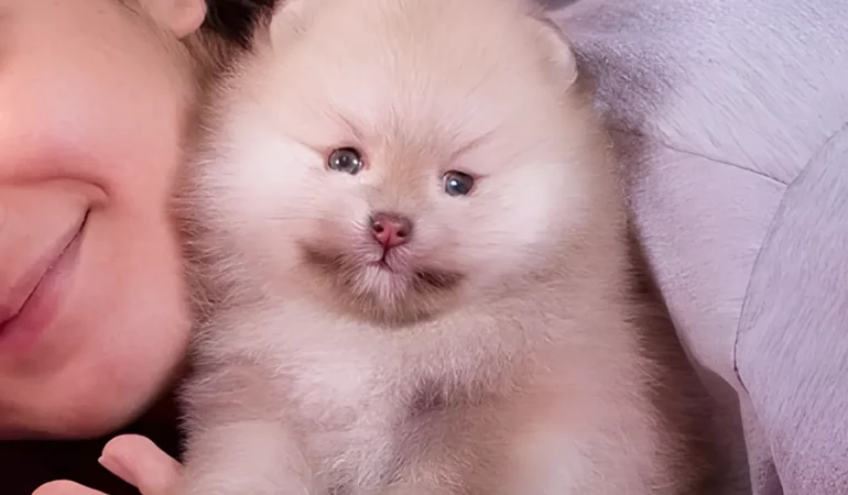um cachorro da raça lulu da pomerânia com sua tutora.