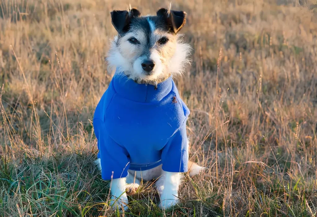 um cão com roupa pet de frio em um gramado