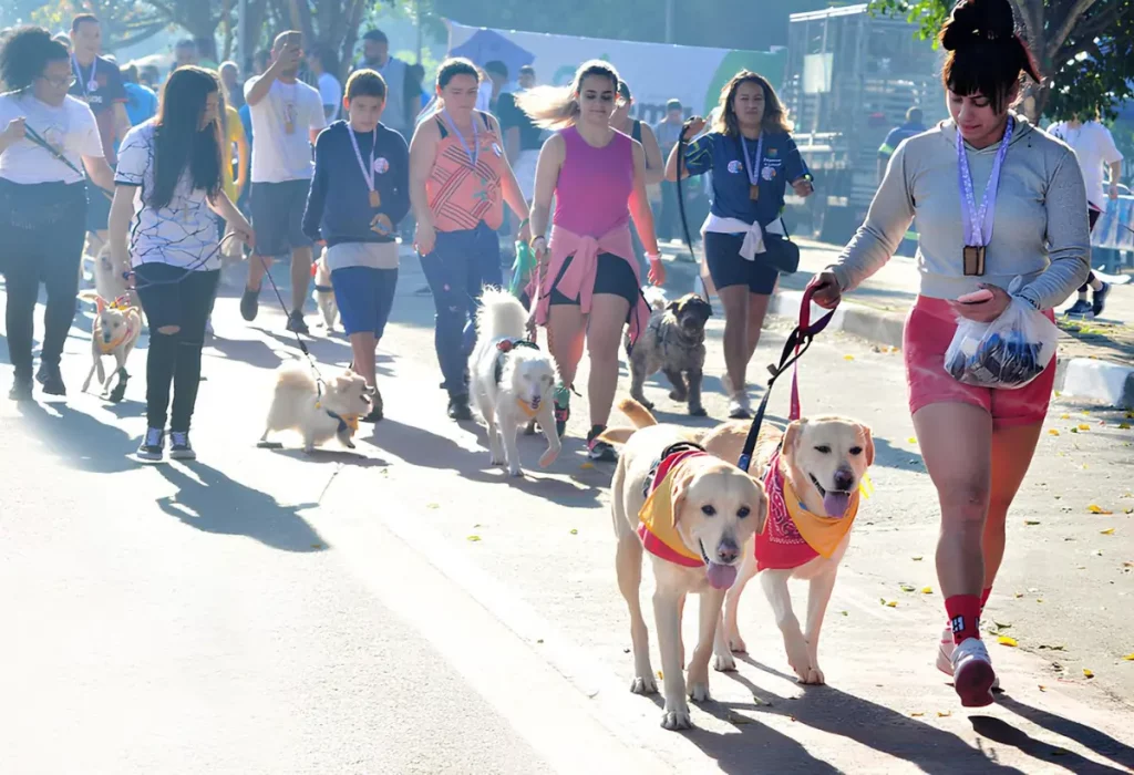 caminhada em grupo com vários cães.