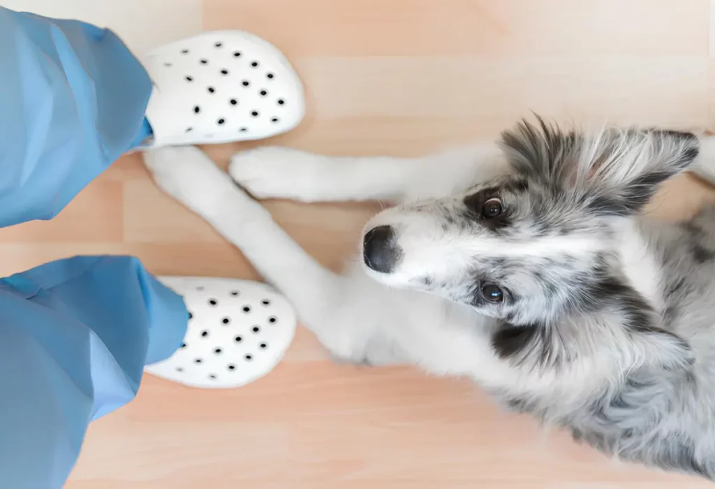 um cachorro com em um consultório veterinário