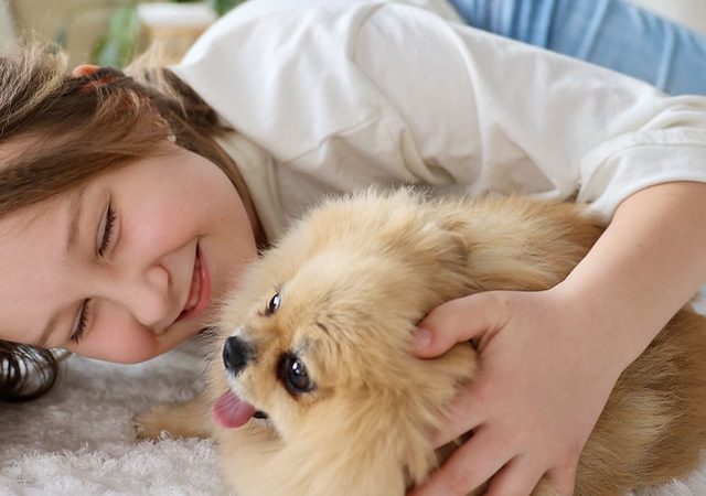 um cachorro da raça Lulu da Pomerânia com sua tutora.
