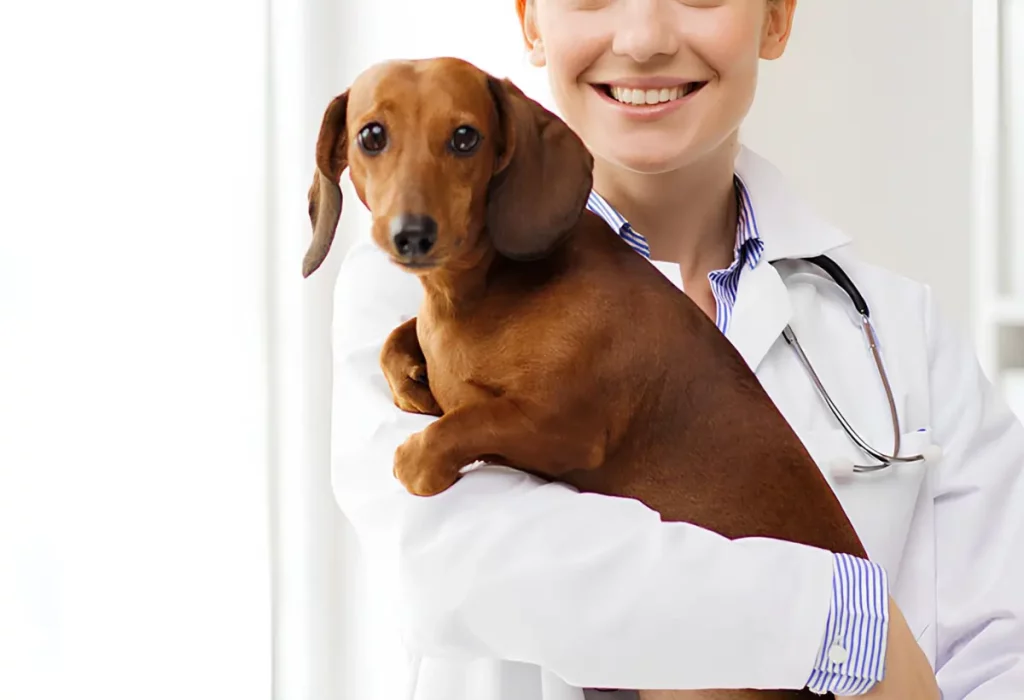 Veterinário que trata dos cachorros com doenças endócrinas.