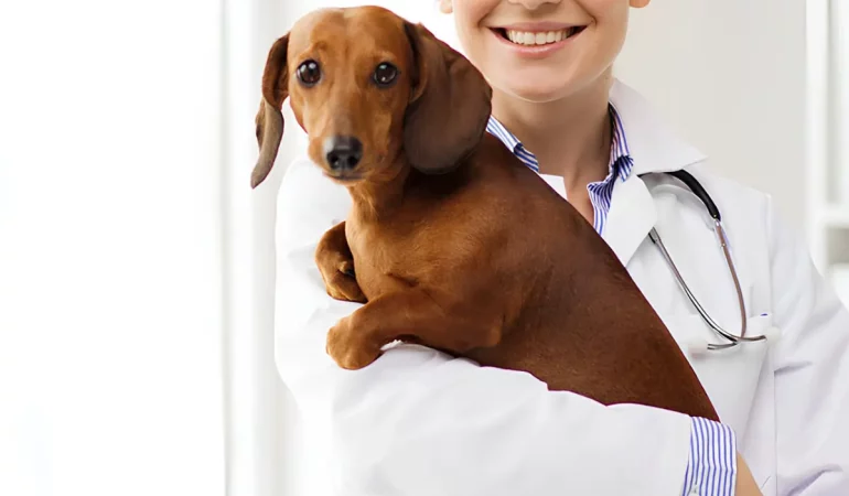 um cachorro em um veterinário endocrinologista.