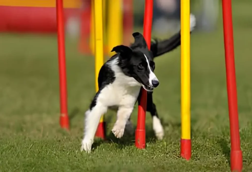 Um cachorro brincando e fazendo Enriquecimento Cognitivo.