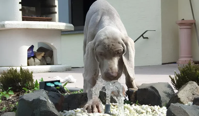 um cachorro se hidratando em uma fonte de água.