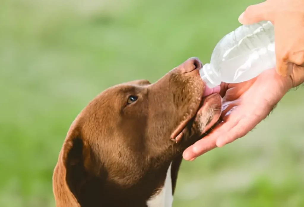 um cachorro tomando água.