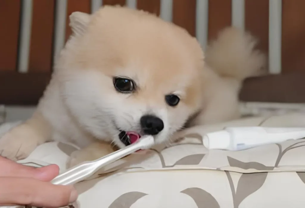 um lulu da pomerânia escovando os dentes