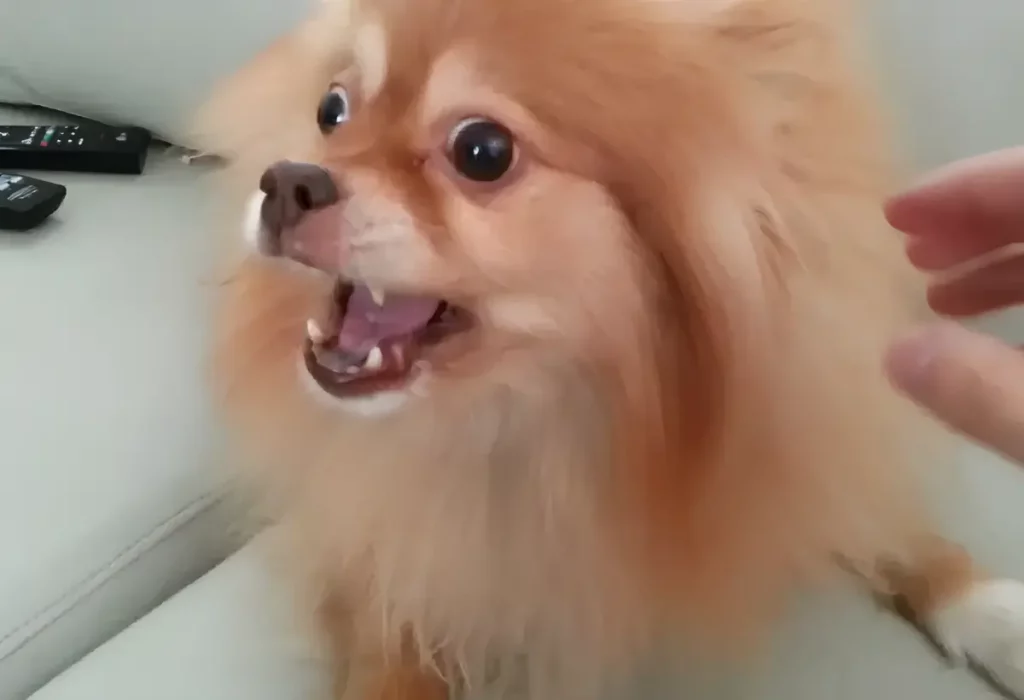 um cachorro da raça lulu da pomerânia agressivo.