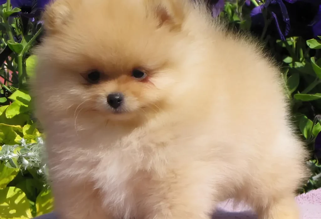 um filhote da raça lulu da pomerânia.