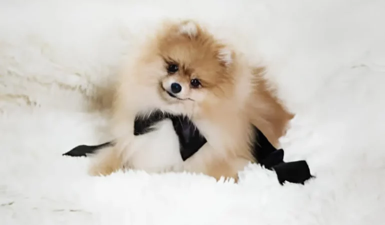 um cachorro da raça lulu da pomerânia