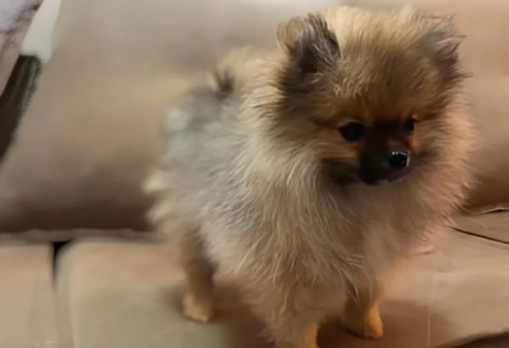 um cachorro da raça lulu da pomerânia no sofá