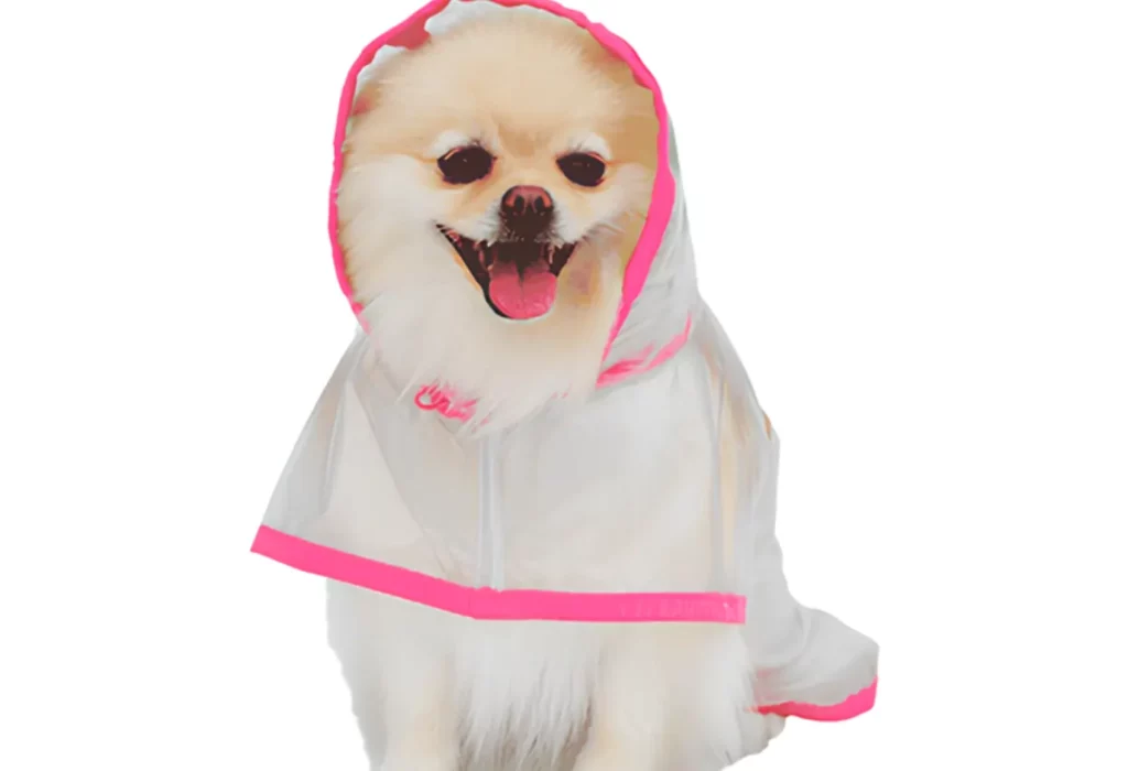 Um cachorro da raça Lulu da Pomerânia com capa de chuva.