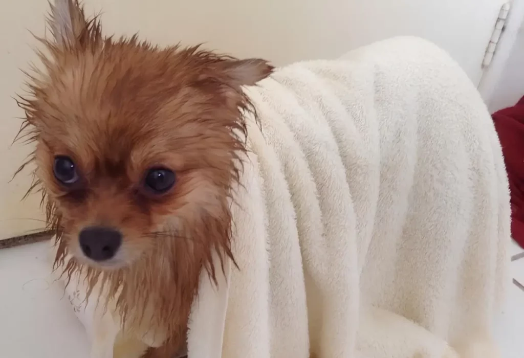 Um lulu da Pomerânia sendo seco depois de tomar uma chuva.