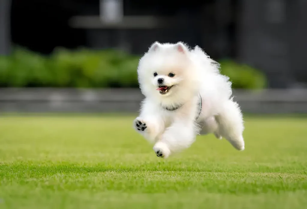 Um Lulu da pomerânia fêmea.