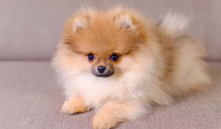 Um cachorro da raça lulu da Pomerânia fêmea.